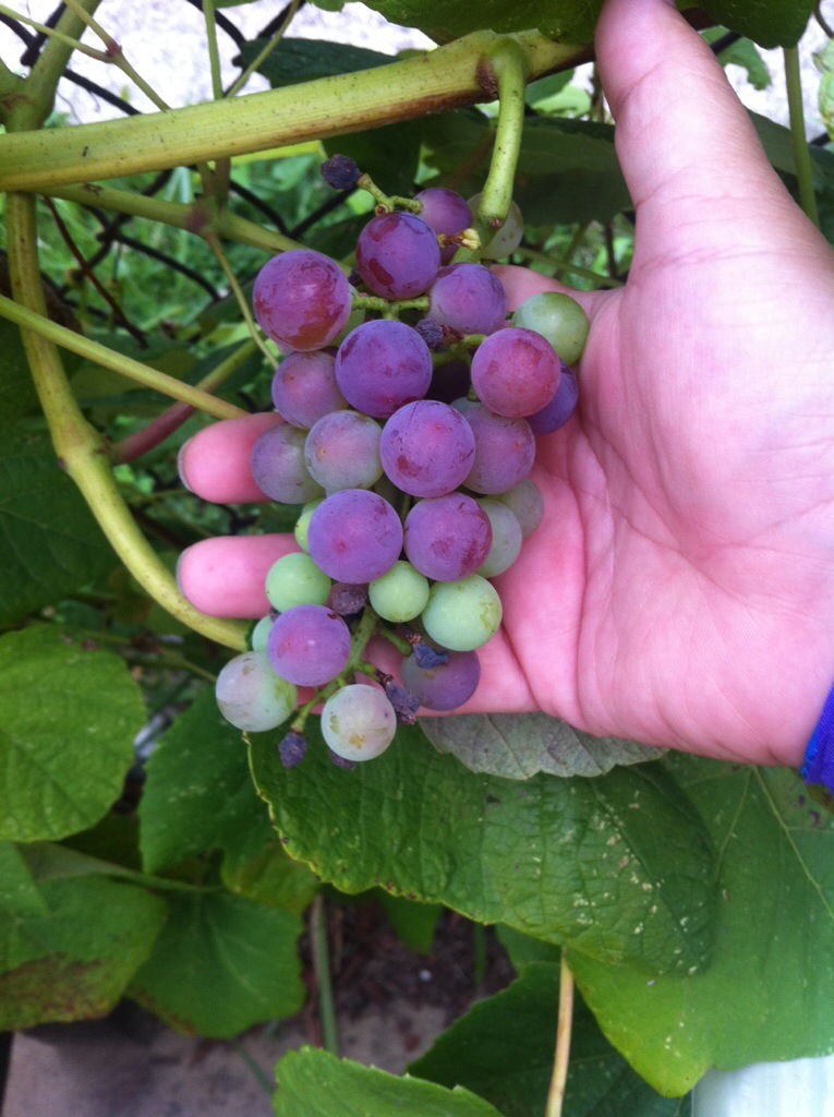 Grape Harvest 2014!