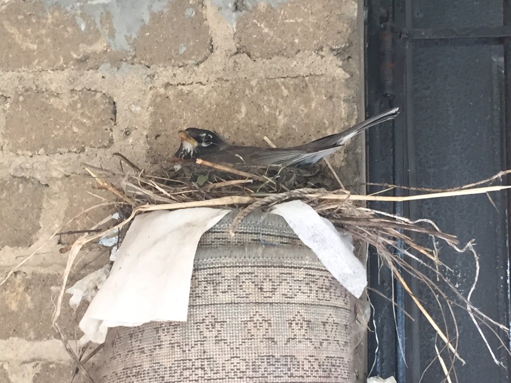 Springtime Visitor: Robin&nbsp;Edition