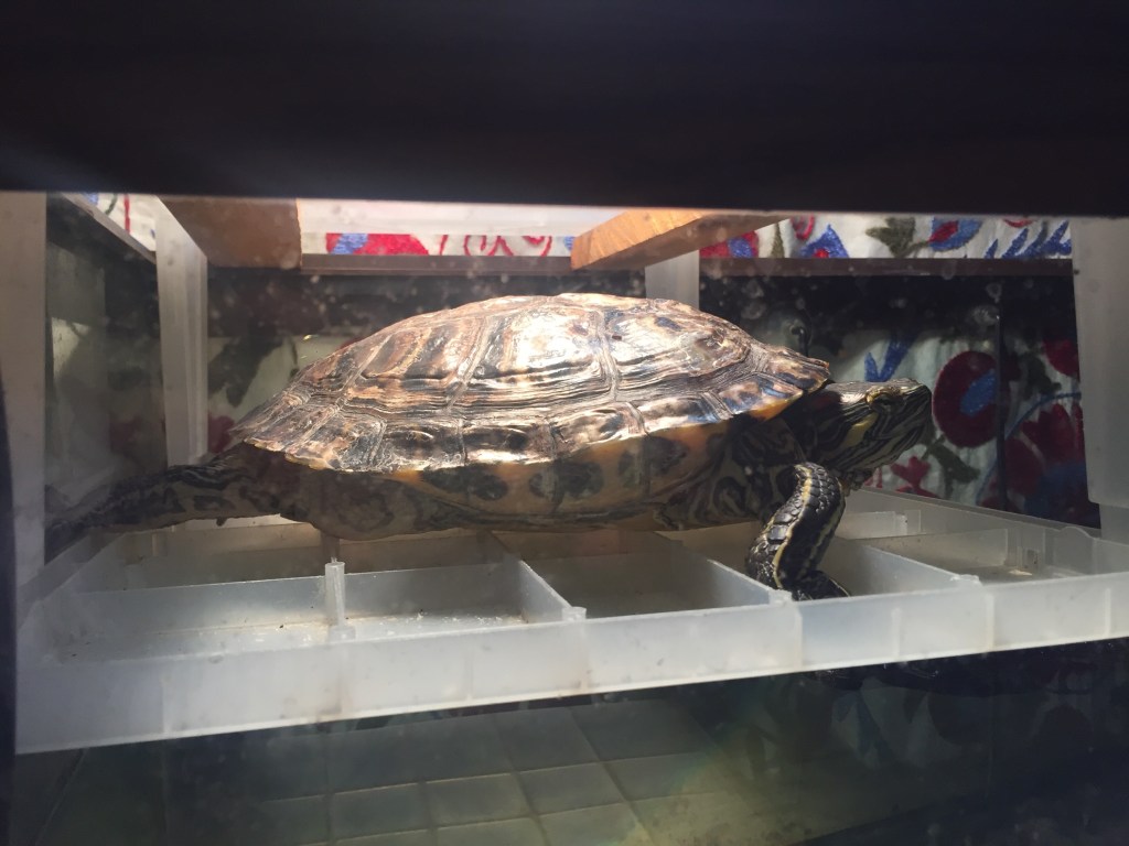 I Woke Up Like&nbsp;This