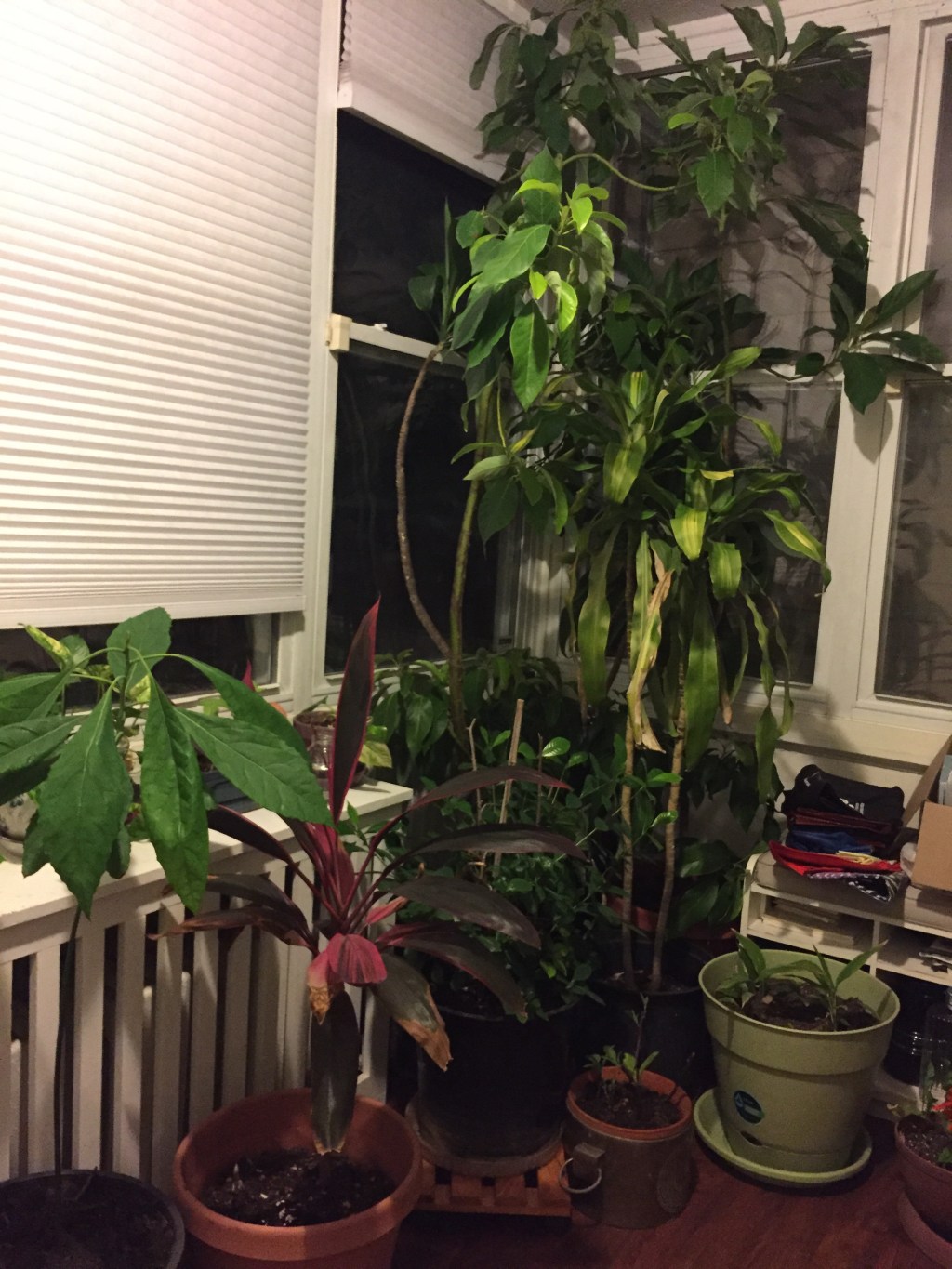 Plant Migration 2016