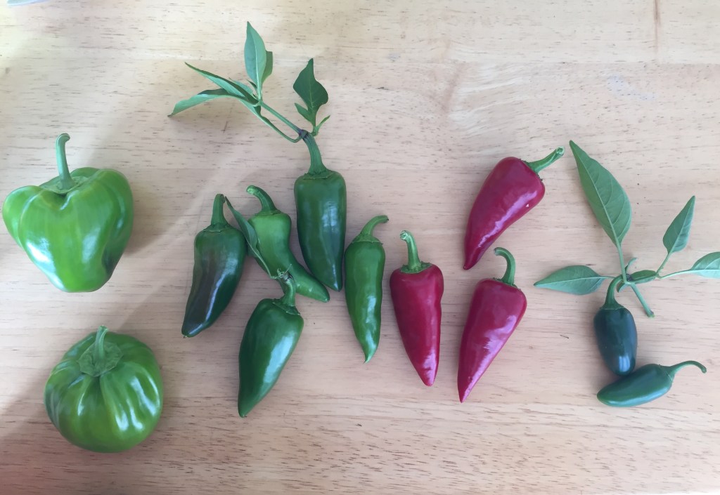 Season of Peppers&nbsp;2017