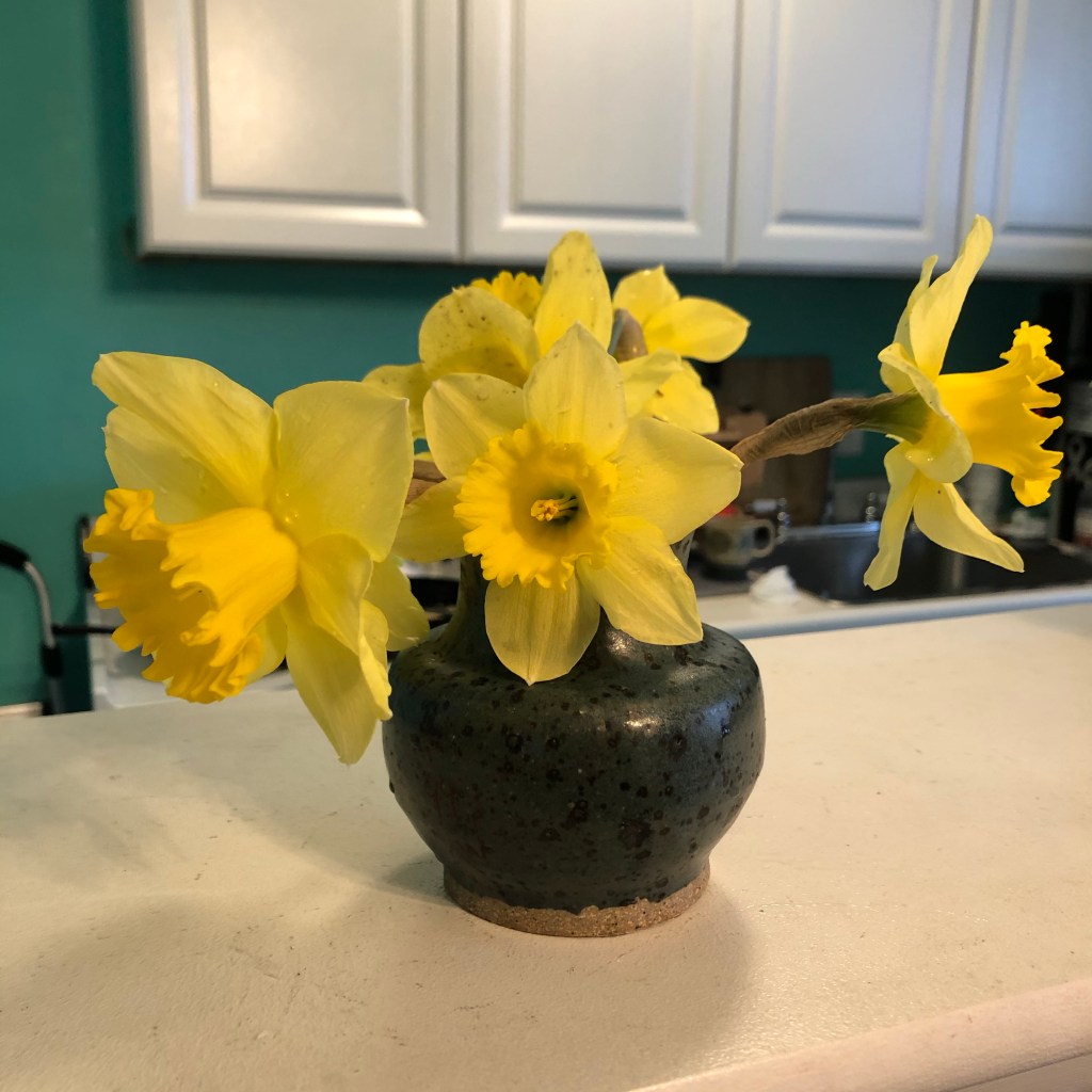 Daffodils!